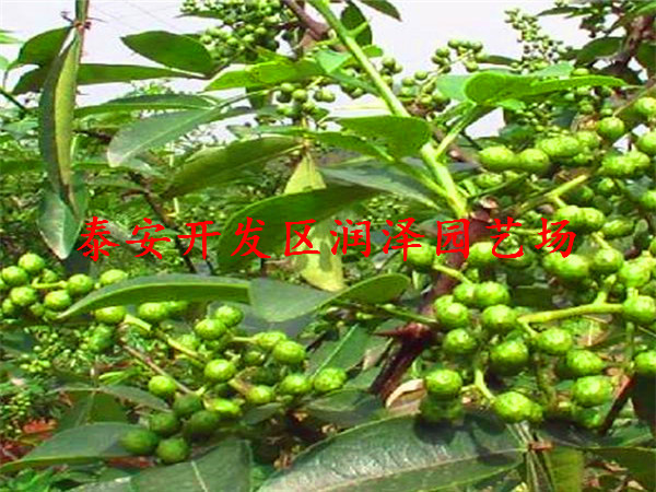廠家供應(yīng)花椒樹苗、花椒苗實地考察