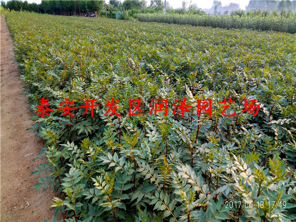 報價合理的花椒苗、2年花椒苗每日報價
