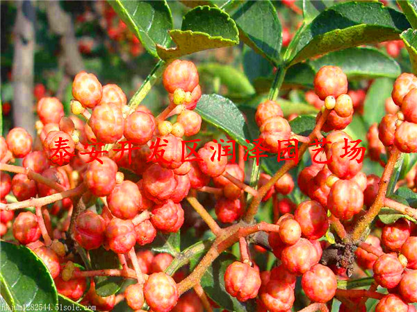 实惠的无刺花椒苗、九花椒苗调价信息