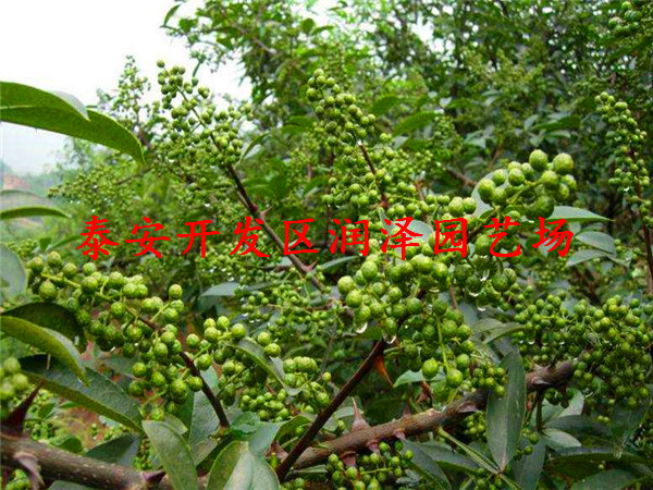 稱心的1米高花椒苗、2年花椒苗的價格