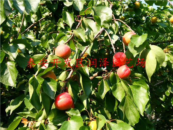 3公分杏樹苗推薦、3公分杏樹苗指導(dǎo)報(bào)價(jià)