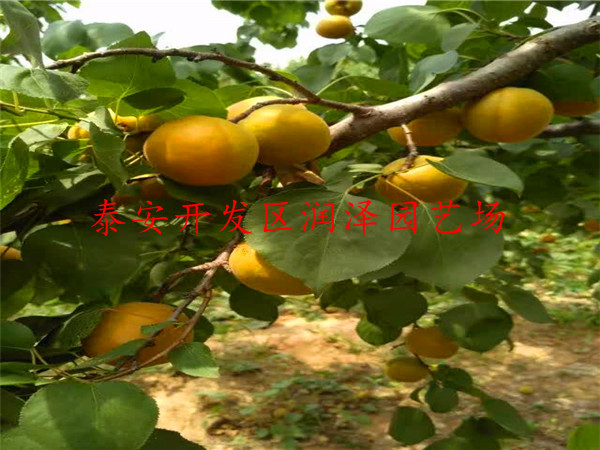 3公分杏樹苗推薦、3公分杏樹苗指導(dǎo)報(bào)價(jià)