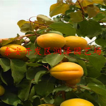 北京金太陽(yáng)杏樹(shù)苗、栽植方法