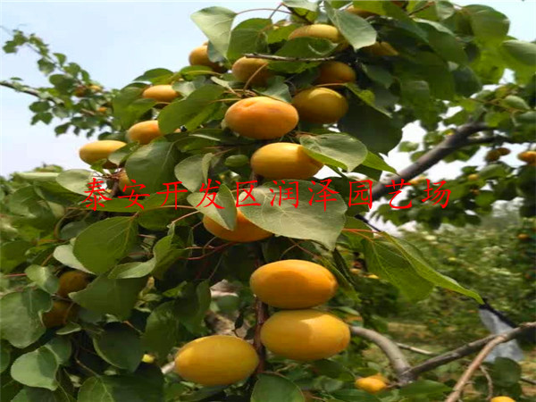 3公分杏樹苗推薦、3公分杏樹苗指導(dǎo)報(bào)價(jià)