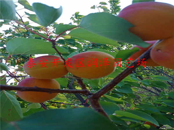 嫁接杏樹苗市場(chǎng)報(bào)價(jià)、嫁接杏樹苗市場(chǎng)報(bào)價(jià)