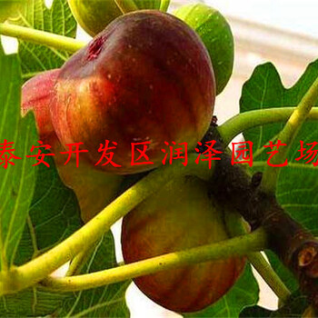 波姬紅無花果苗調(diào)價匯總、地栽無花果苗大量供應(yīng)