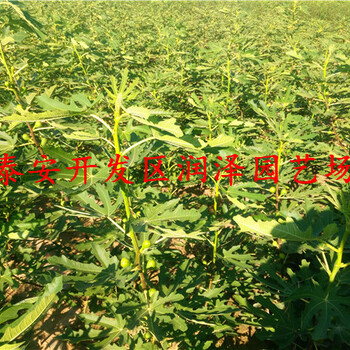 青皮無花果苗成活率高、早黃無花果苗栽植方法