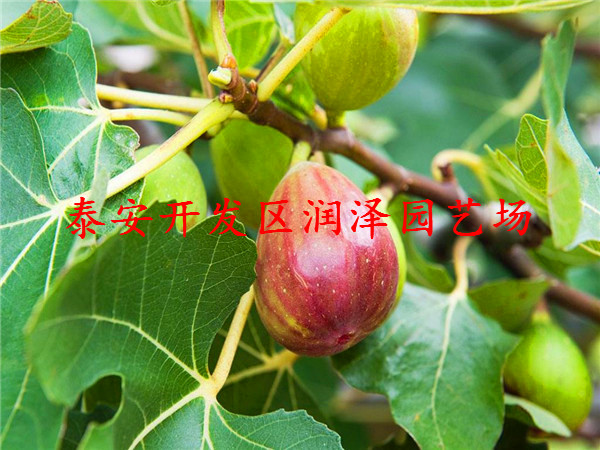 玛斯义陶芬无花果苗供货商、无花果苗