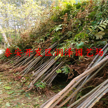 揭陽(yáng)紅油香椿苗、紅油香椿苗價(jià)格優(yōu)惠