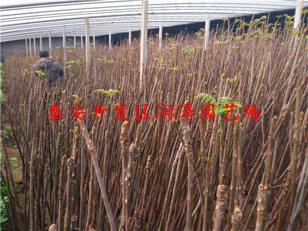 十堰大棚香椿苗、大棚香椿苗出售