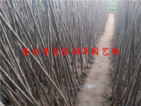 淄博香椿苗、香椿苗報(bào)價(jià)