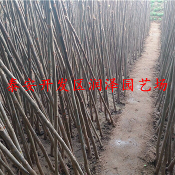 張掖青油香椿苗、青油香椿苗生產(chǎn)廠家