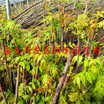賀州紅油6號(hào)香椿苗、紅油6號(hào)香椿苗價(jià)格優(yōu)惠