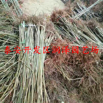 懷化香椿苗、香椿苗每日報價
