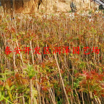 梅州占地香椿苗、占地香椿苗價格行情