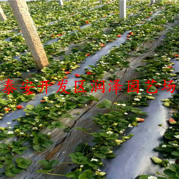 合肥紅顏草莓苗、奶油草莓苗出售價格