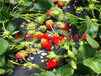 黄冈公主草莓苗、法兰地草莓苗大量供应