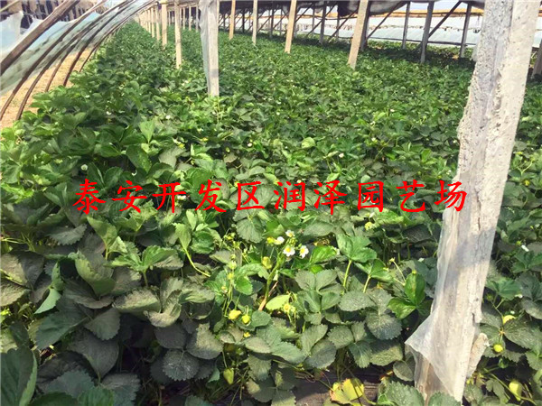 蘇州法蘭地草莓苗、達賽草莓苗生產(chǎn)廠(chǎng)家