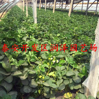 南平草莓苗圖片、甜寶草莓苗基地