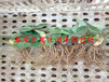 衢州法兰地草莓苗、美13草莓苗的价格