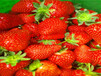 黄石日本99草莓苗、太空2008草莓苗大量供应