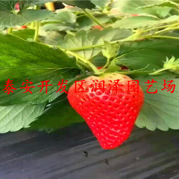 阿里妙香草莓苗、紅顏草莓苗批發(fā)價