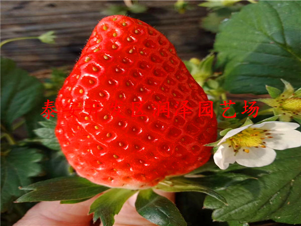 昌都賽娃草莓苗、天仙醉草莓苗指導(dǎo)報(bào)價(jià)