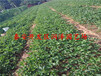 衢州宁玉草莓苗、优质草莓苗调价汇总