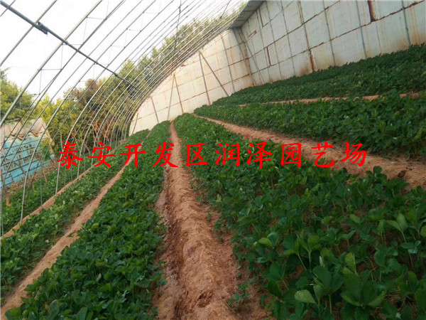 來(lái)賓甜寶草莓苗、大棚草莓苗多少錢