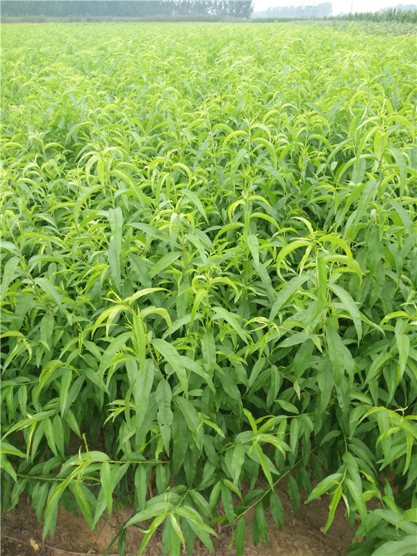 固原桃樹嫁接苗供應商