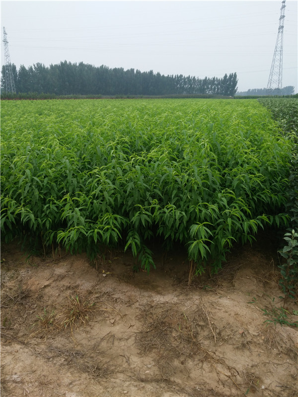 濮陽桃樹嫁接苗成活率高
