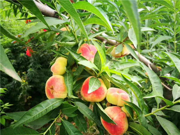 濮陽桃樹嫁接苗價位