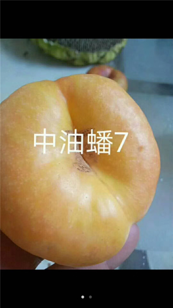 三門峽桃樹嫁接苗基地