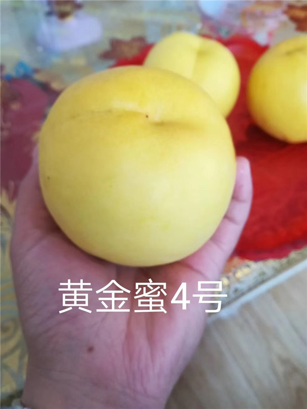 固原桃樹嫁接苗指導報價