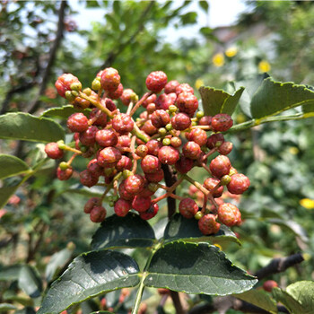 双鸭山无刺花椒苗、九叶青花椒苗种植基地