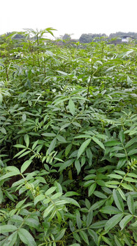綏化紅花椒苗、1公分粗花椒苗批發(fā)商