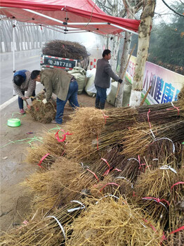 池州1年花椒苗、占地花椒苗育苗基地