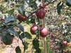 庆阳新梨七号梨树苗、早酥红梨梨树苗品种图片