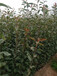 红河红香酥梨树苗、红梨树苗品种图片