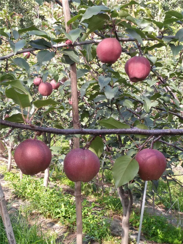 漳州红梨树苗、3公分梨树苗信誉基地