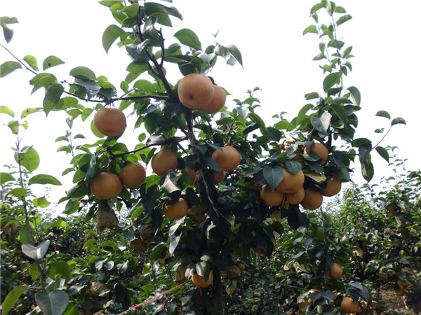 石景山贵妃梨树苗、红梨树苗种植技术