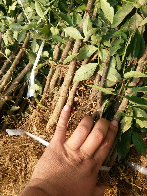 渝中1年花椒苗、青花椒苗价格