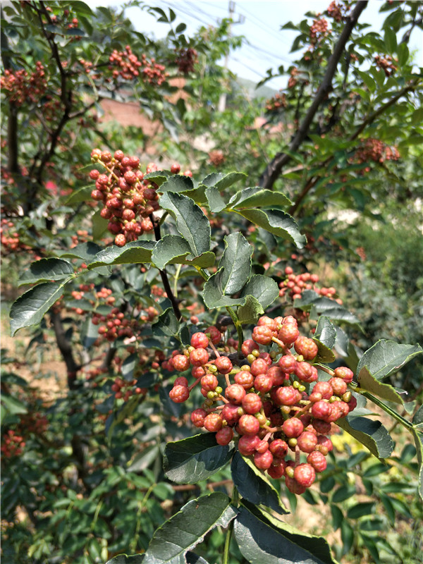 阿坝青花椒苗、1公分粗花椒苗价格优惠