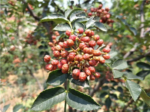 林芝青花椒苗、青花椒苗格