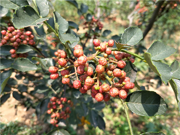 白山青花椒苗、无刺花椒苗种植基地