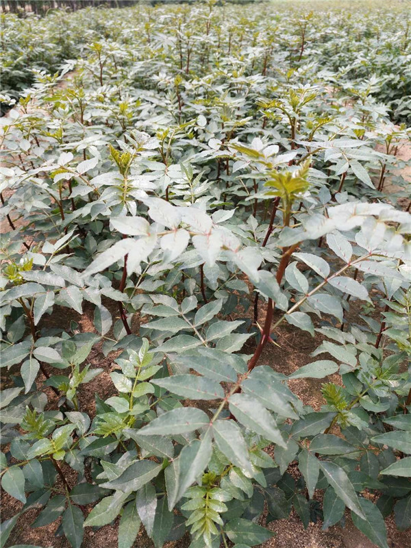 苏州无刺花椒苗、九花椒苗基地