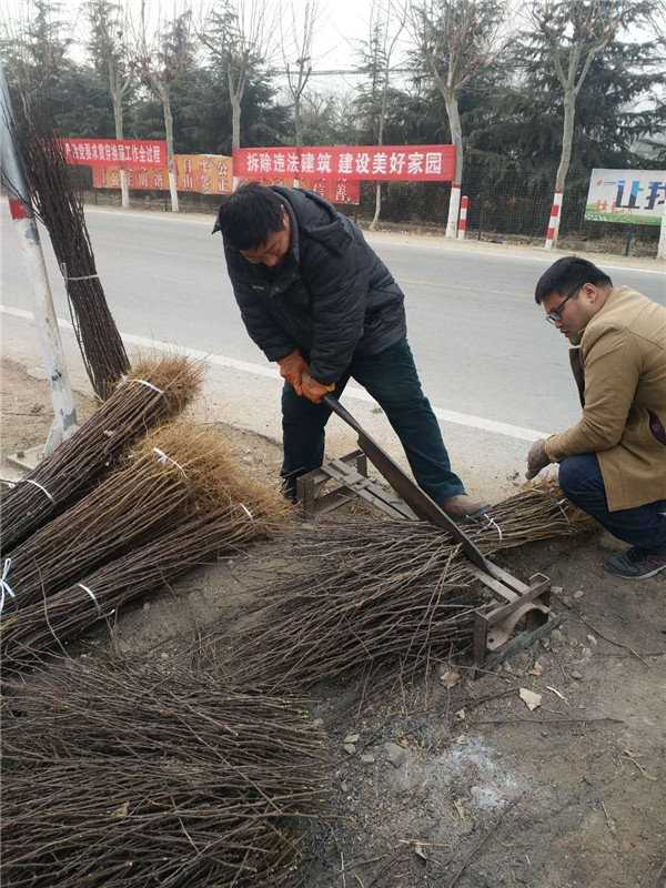 安徽桐城地栽花椒苗供应