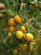 无锡金凯特杏树苗、油杏树苗种植基地