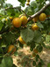 通辽珍珠油杏树苗、新世纪杏树苗怎么栽植