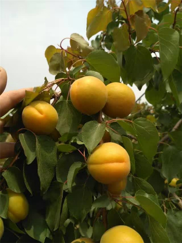黄山杏树苗、3公分杏树苗生产厂家